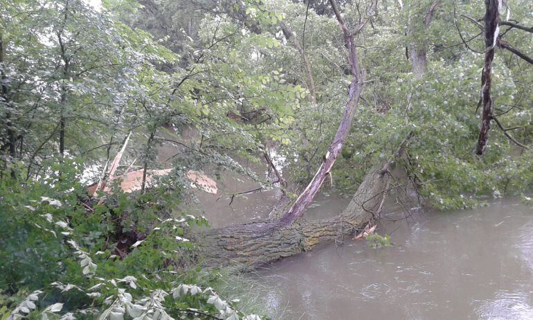 Uno de los árboles que han caído sobre el río en el Barrio de Allende el Río