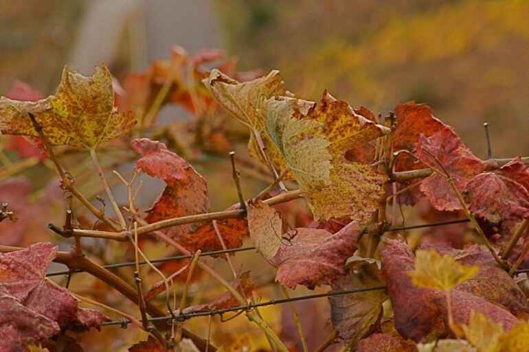 Viñedo na Ribeira Sacra