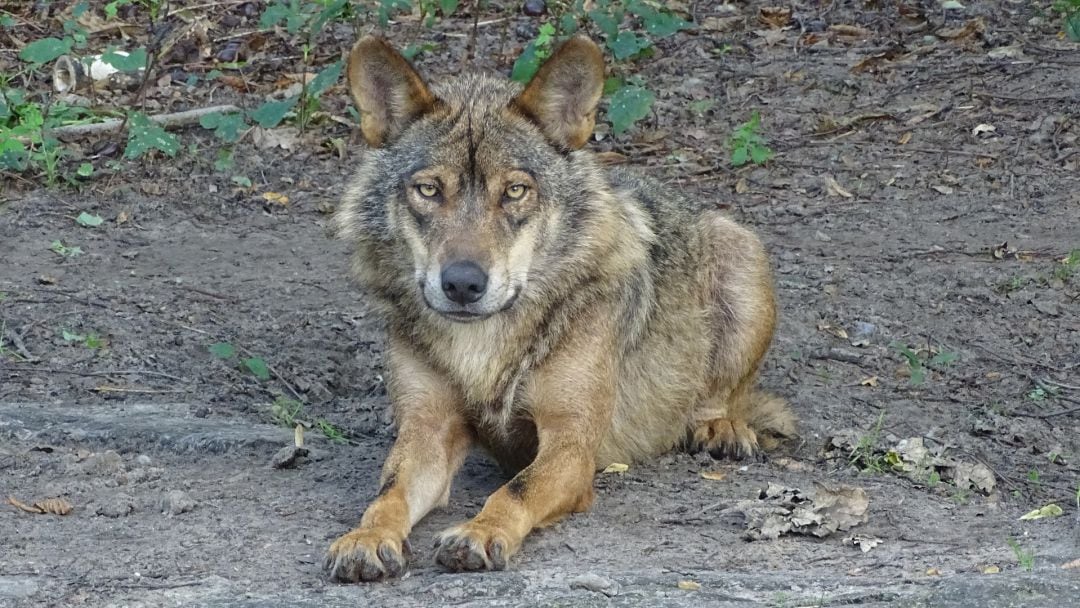 Ejemplar de Lobo Ibérico