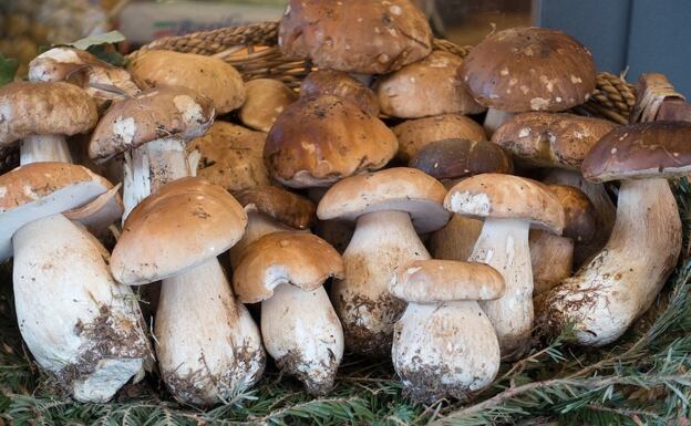 Boletus Edulis