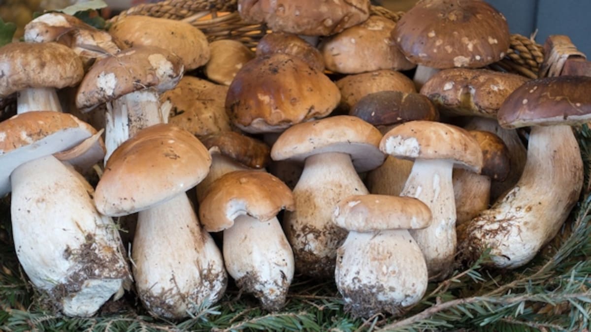 El Mycological Summer Tour de Montes de Soria visita el Cañón y Pinares
