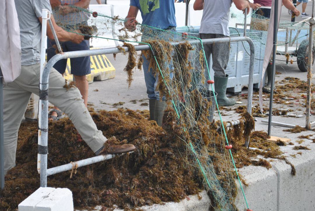 Pescadores de Tarifa retiran algas de las artas de pesca