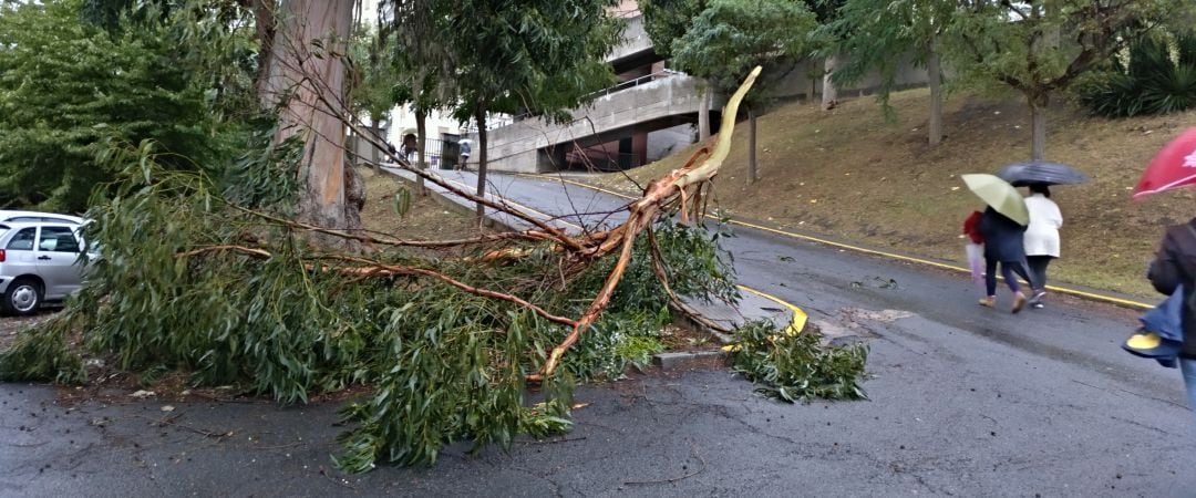 Árbol caído en el acceso al colegio María Pita, en el barrio de las Flores.