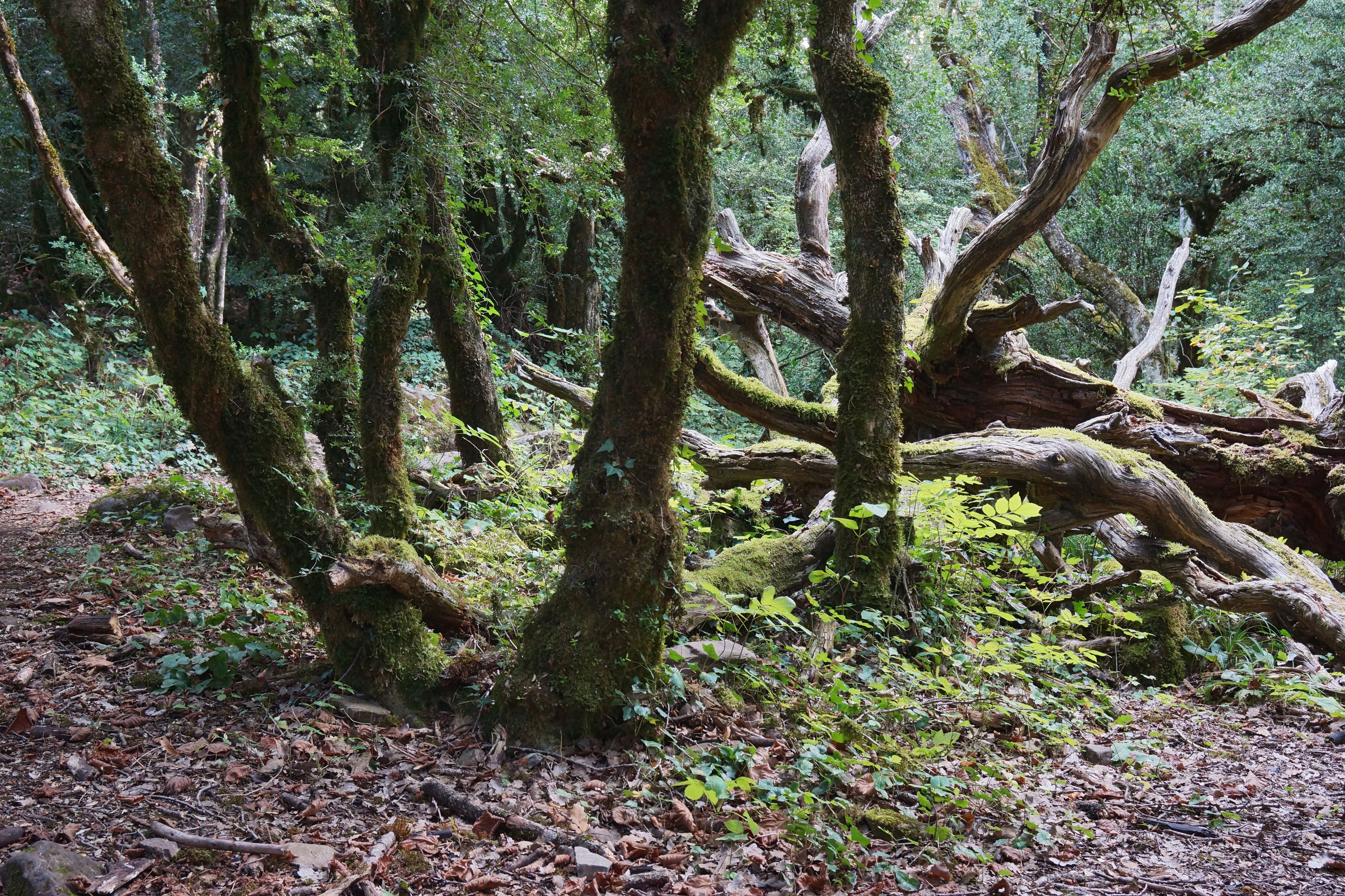 Bojes del bosque en la Mosquera de Oto. Foto: Marta Puyol y Francisco Bolea