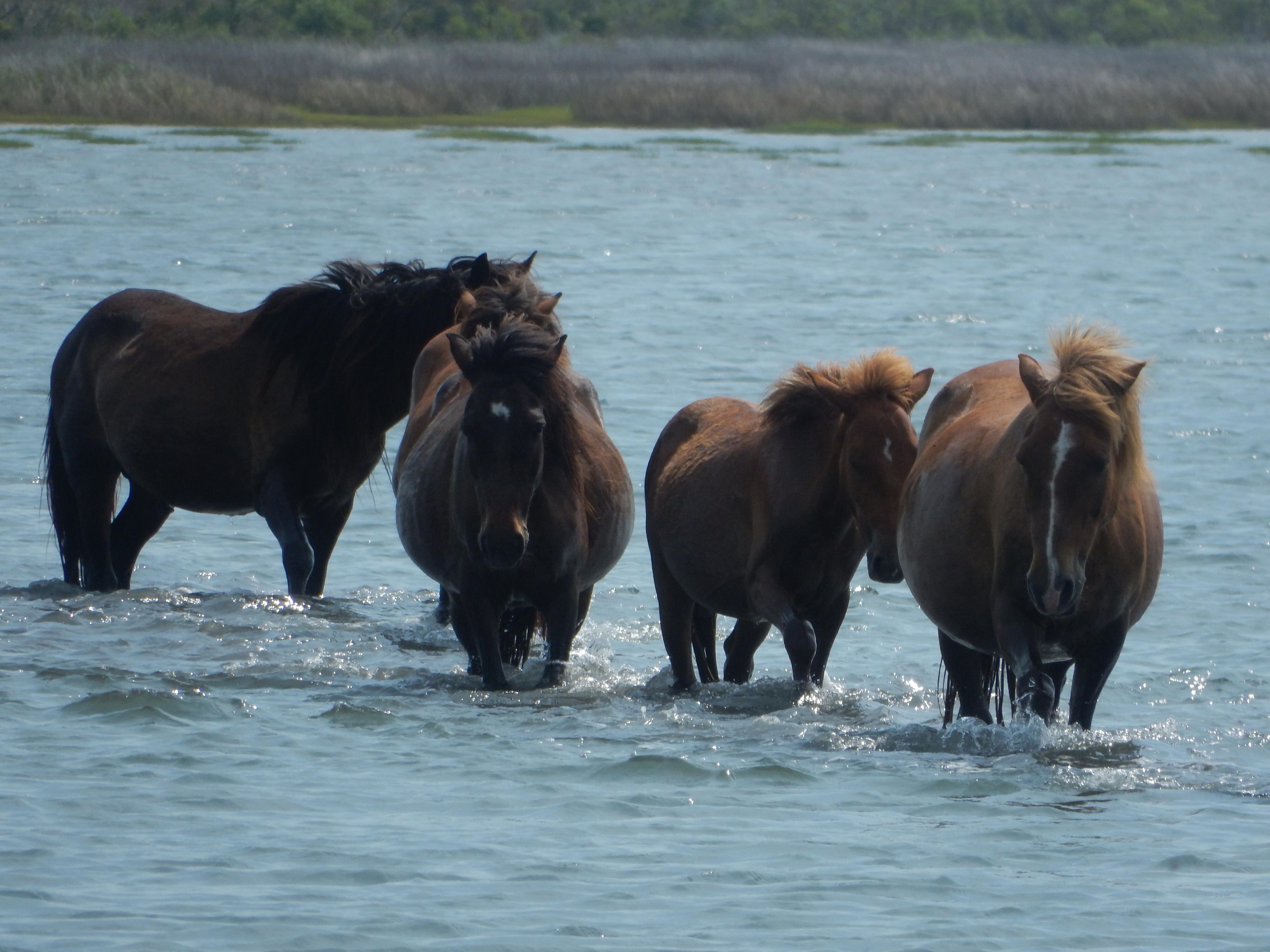 Un grupo familiar de caballos salvajes en la isla de Shackleford Banks, Carolina del Norte. En los équidos, hay poca diferencia de tamaño entre los sexos.//  Crédito de la foto: Daniel Rubenstein