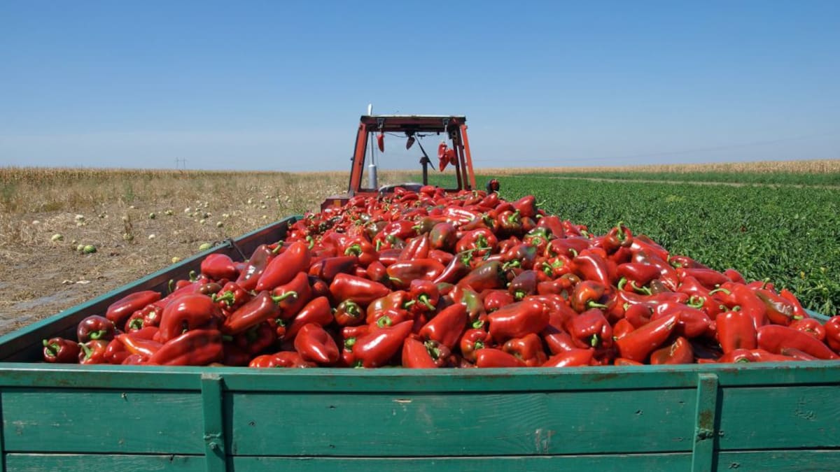 Las dudas de las ONG con los inmigrantes que trabajan en el campo: ¿Qué pasará cuando todo termine?