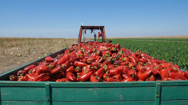 Las dudas de las ONG con los inmigrantes que trabajan en el campo: ¿Qué pasará cuando todo termine?