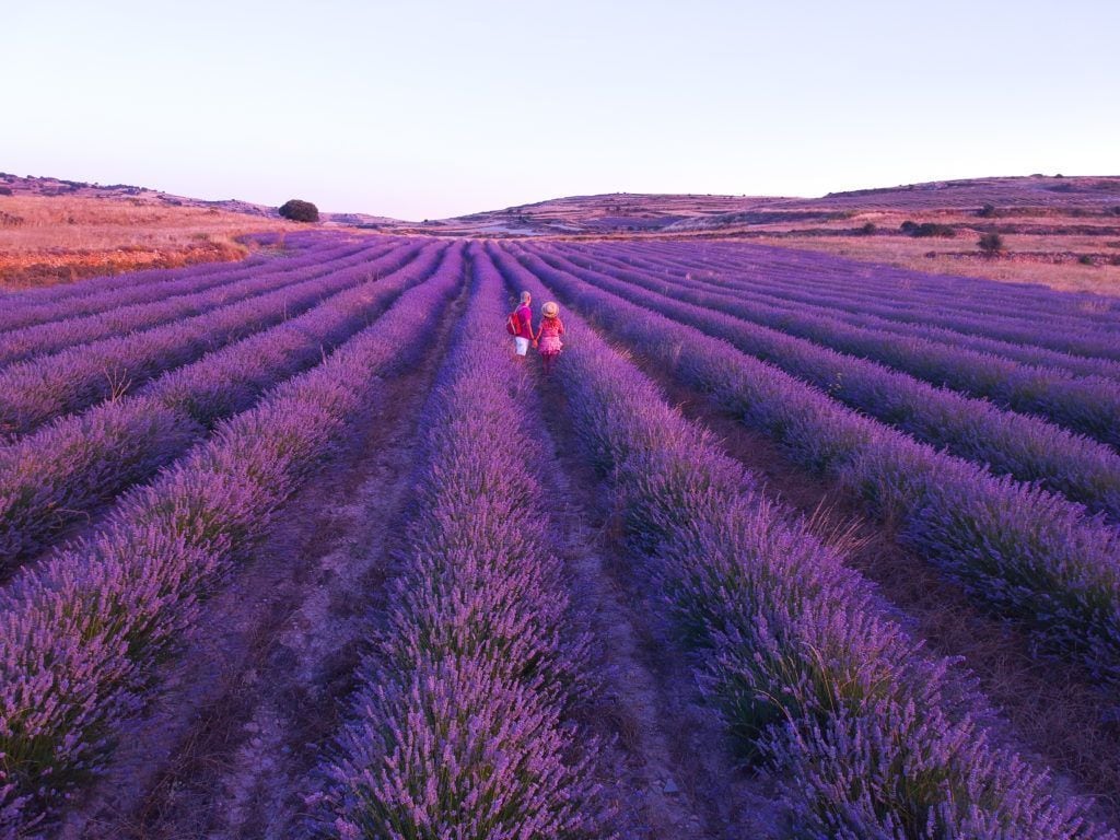 Lavanda