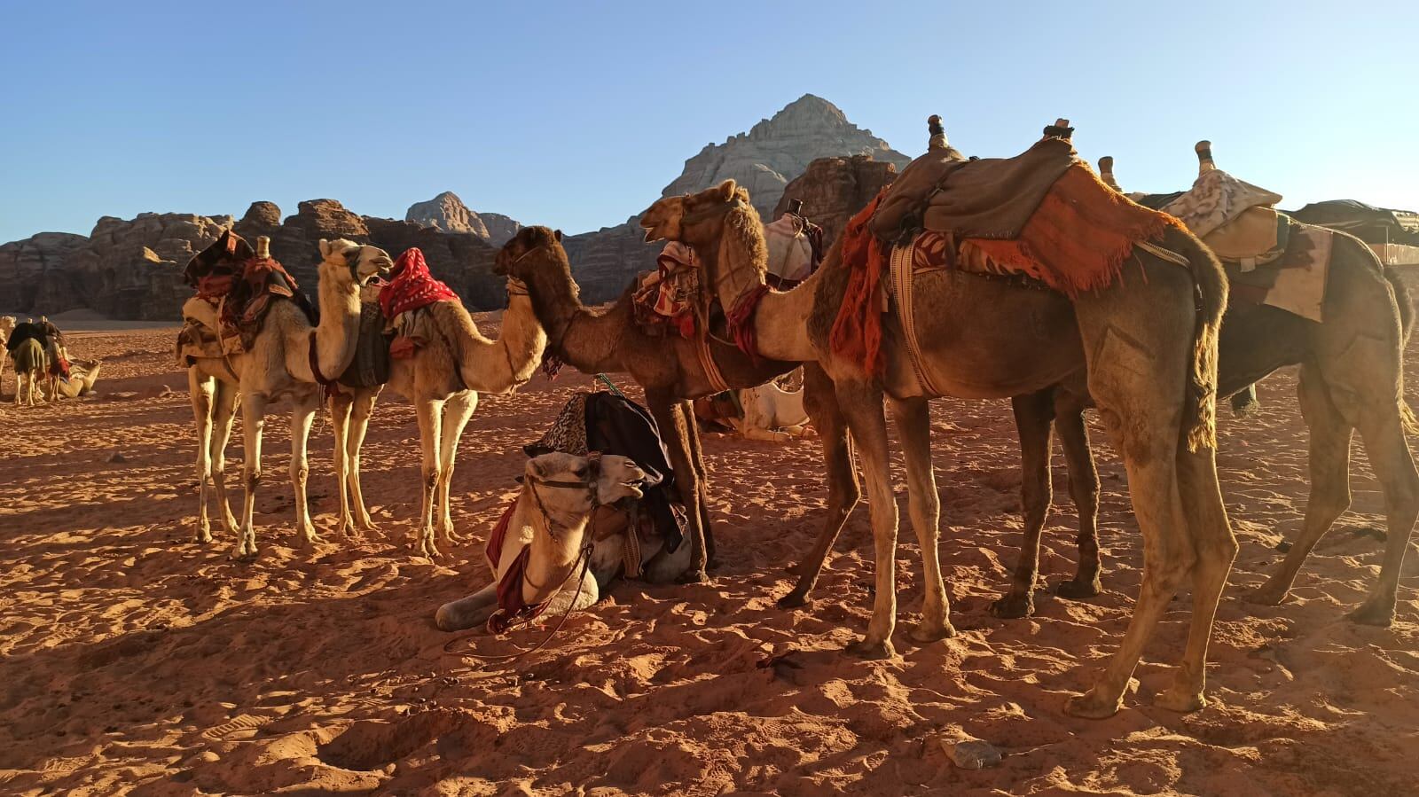 Camellos en el desierto de Wadi Rum