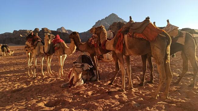 Camellos en el desierto de Wadi Rum