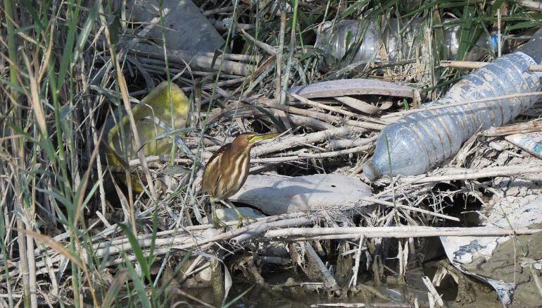 Ave acuática en la desembocadura del Río Segura