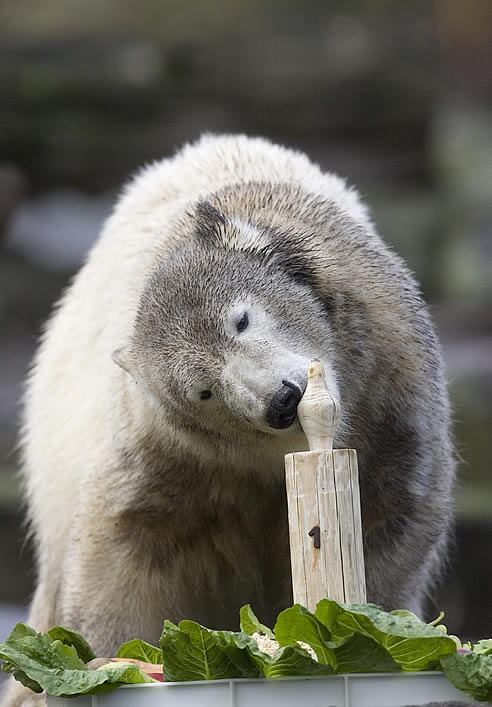El pequeño Knut pesa ya 110 kilos