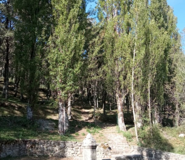 Chopos alejados del río en la Fuente del Cura que el Ayuntamiento de Miraflores de la Sierra pretende talar