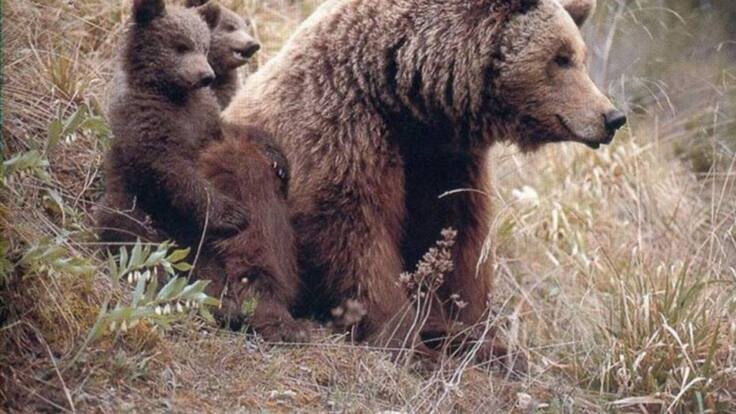 Con el ser humano confinado, la naturaleza recupera espacio (08/04/2020)