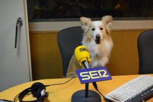 Jett, la representante abulense de Discdog en el campeonato.