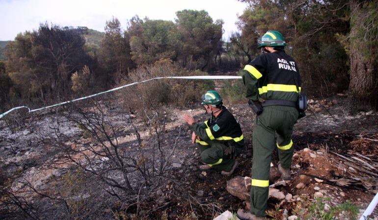 Els agents rurals a una zona boscosa cremada. 
