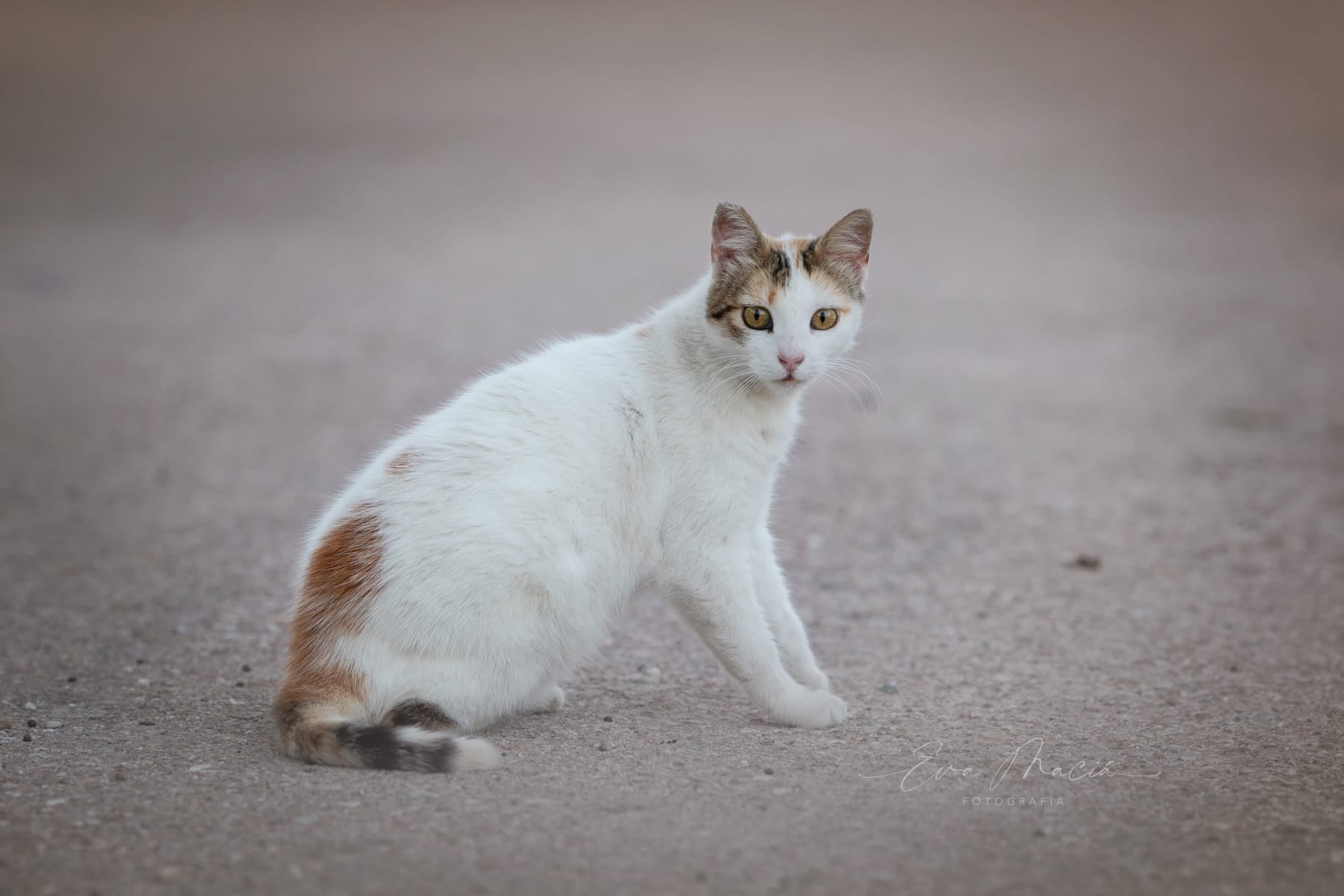 Gato que mató un funcionario de Elche a disparos