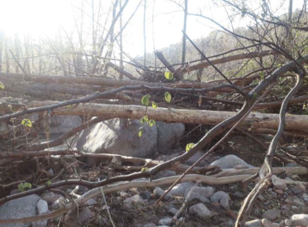 Imatges de l'estat en el que va quedar la riera després del pas del Glòria.