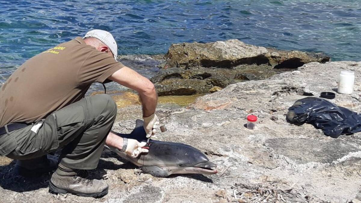 Una cría de delfín aparece malherida y fallece en la playa de Caló des Moro