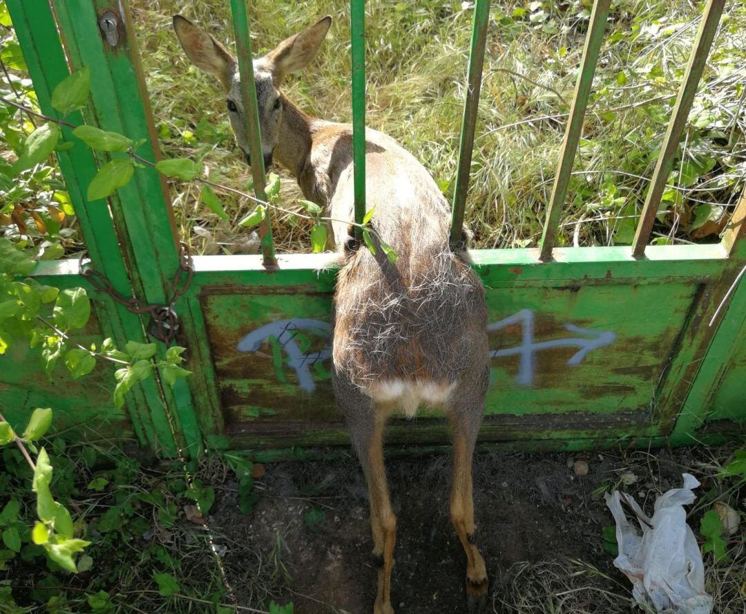Estado de la corza a la llegada de los agentes