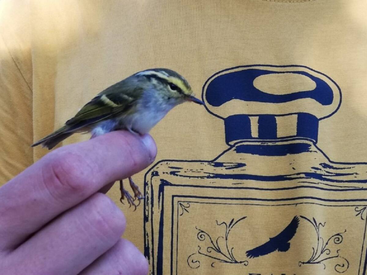 Vistos dos ocells únics al Cap de Creus