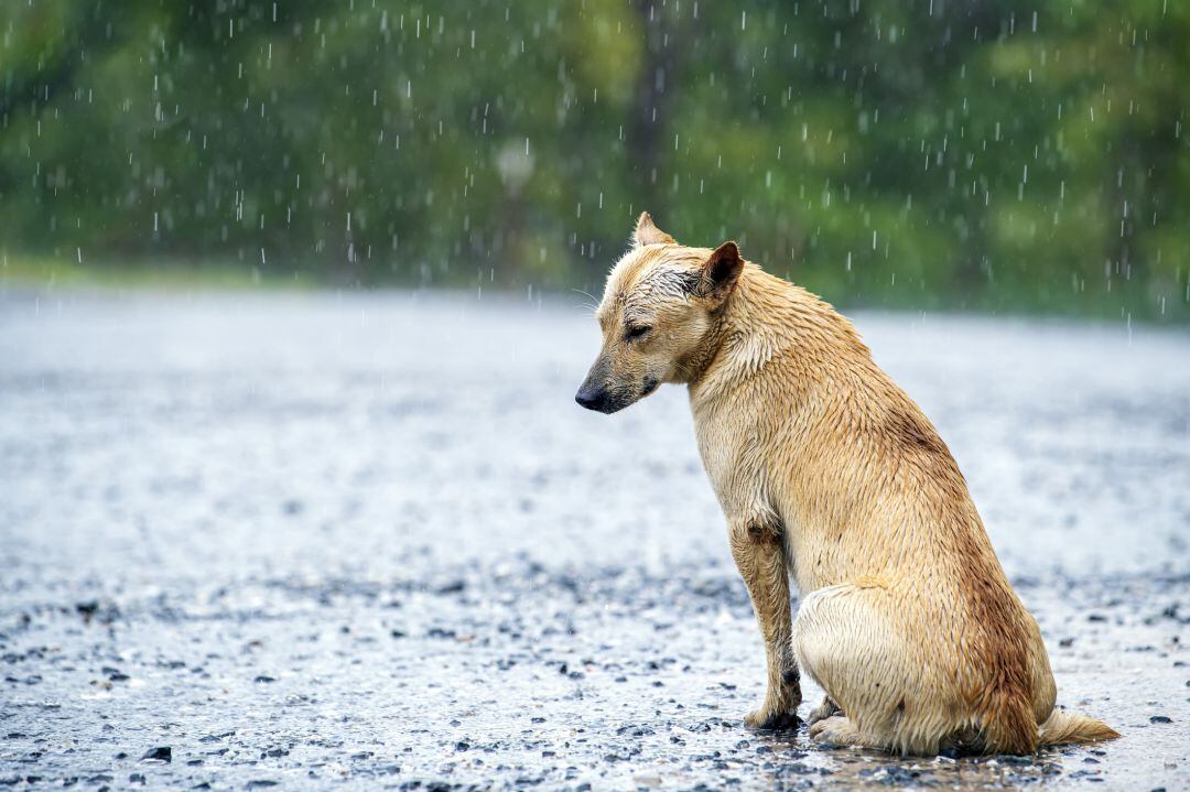 Perro abandonado 