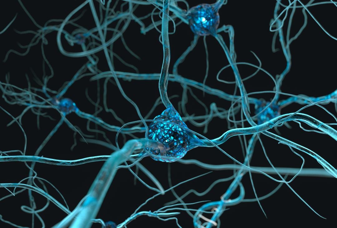 Sistema neuronal. 