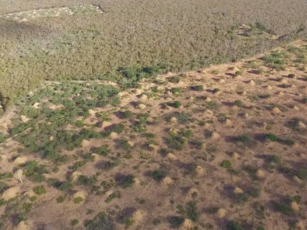 Descubren la mayor estructura del planeta: más de 200 millones de montículos creados por termitas