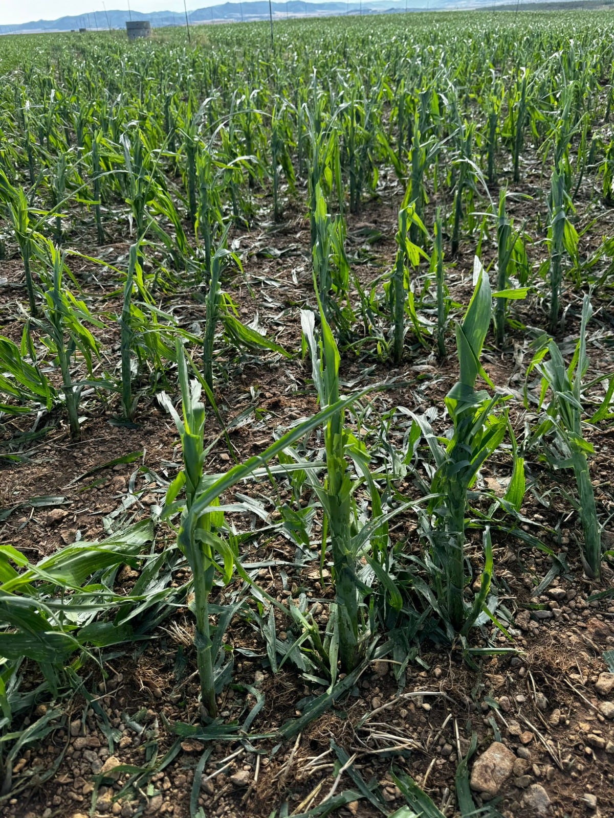 El pedrisco provocó daños en campos de cebada en Tauste