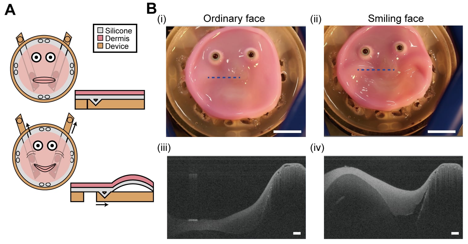 El nuevo método de anclaje permite que el tejido flexible de la piel se adapte a cualquier forma a la que esté adherido. En este caso, se hace sonreír una cara robótica relativamente plana y la piel se deforma sin constreñir al robot, volviendo después a su forma original.
©2024 Takeuchi et al. CC-BY-ND