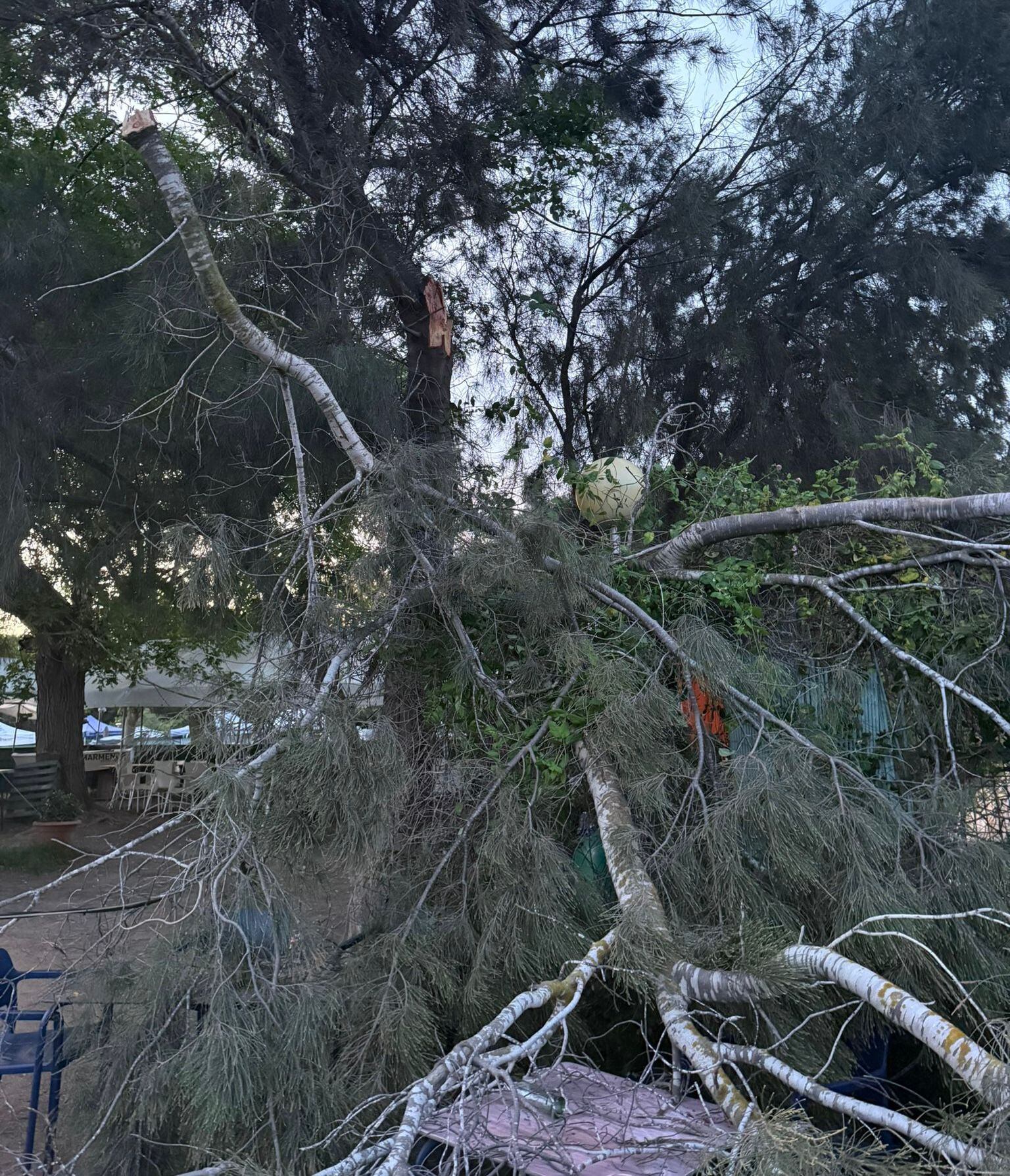 La caída de la rama en el Club Santa Ana de Cartagena reaviva la alarma por el estado del arbolado urbano