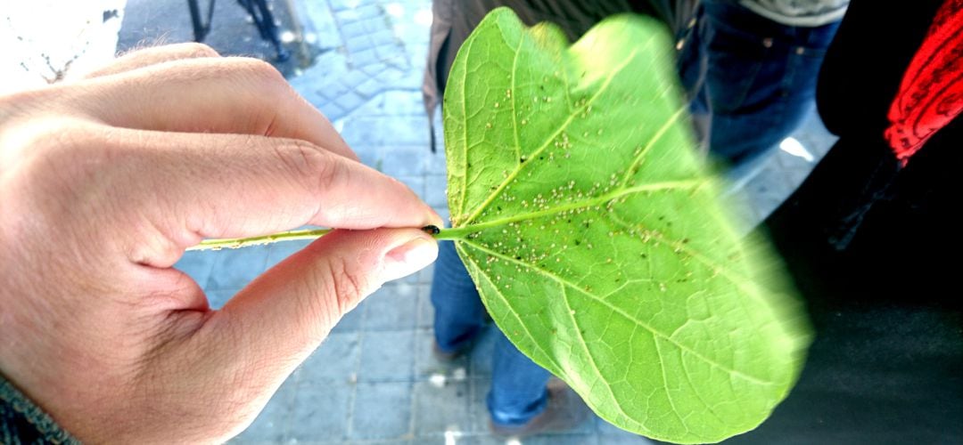 Una mariquita (al principio del tallo) para combatir los pulgones de la hoja