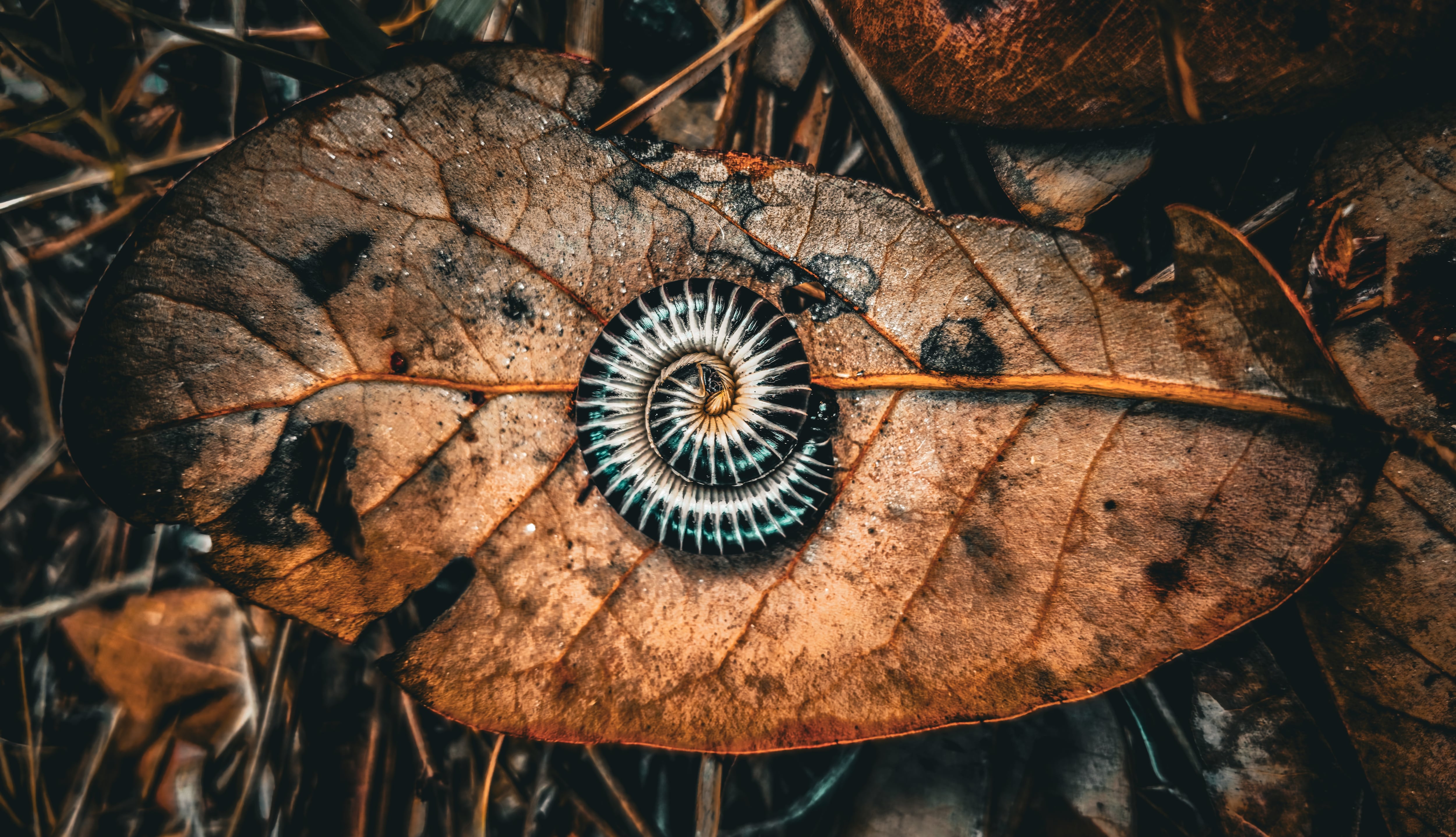 Imagen de archivo de un milpies