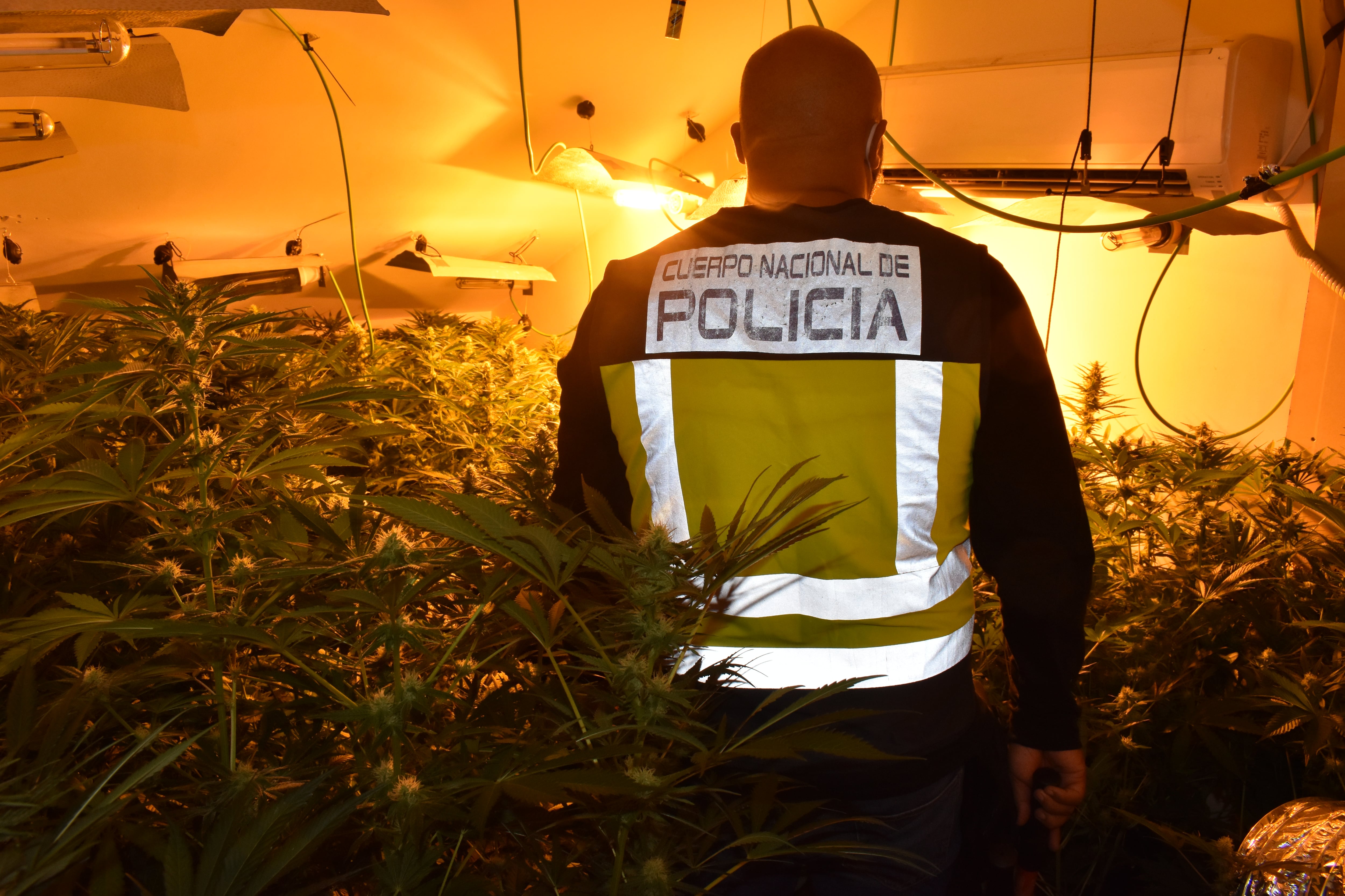 Operación marihuana policía nacional