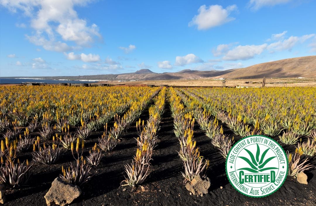 Plantación de Aloe Plus Lanzarote en Mala.