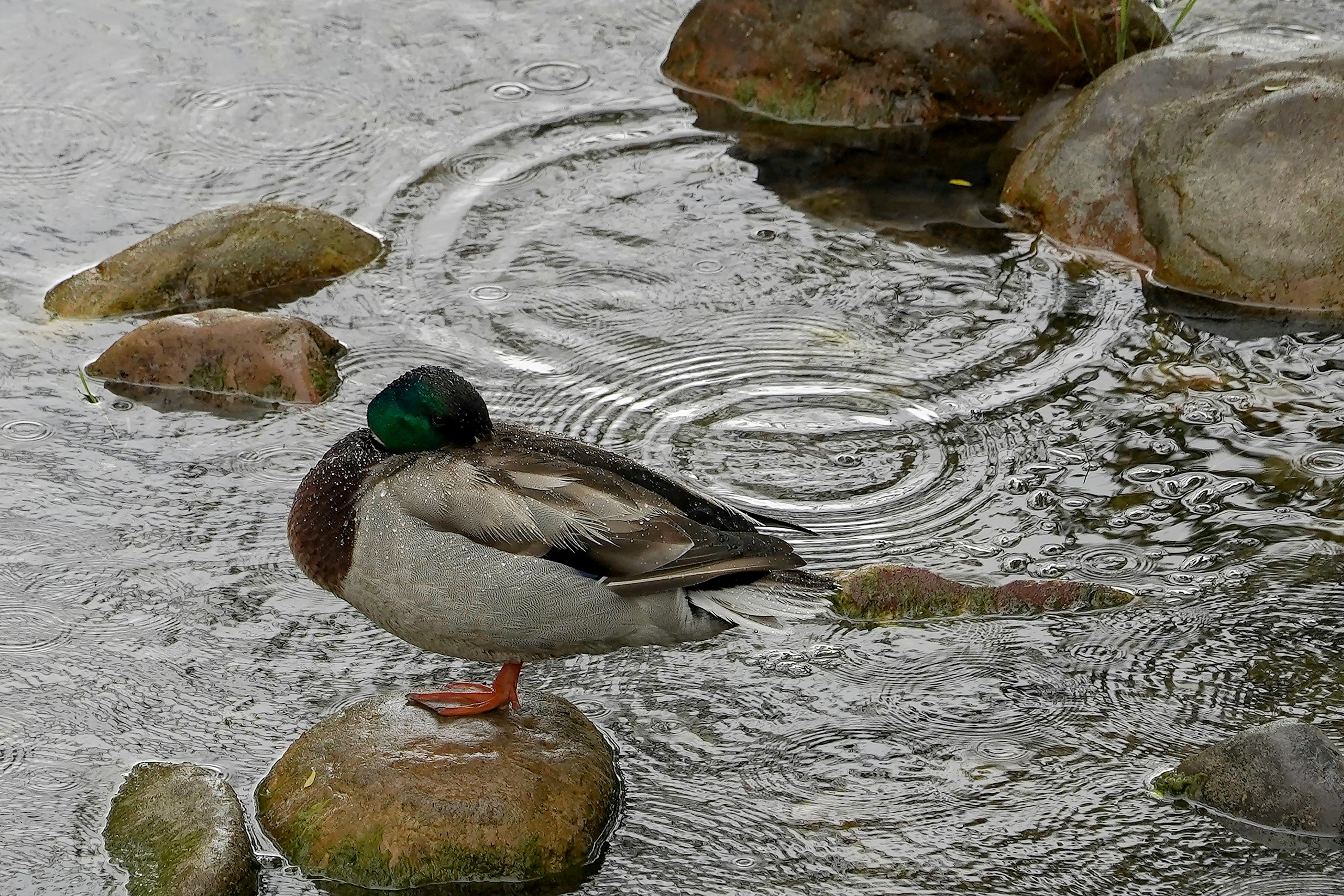 Lluvias sobre un lago con un pato