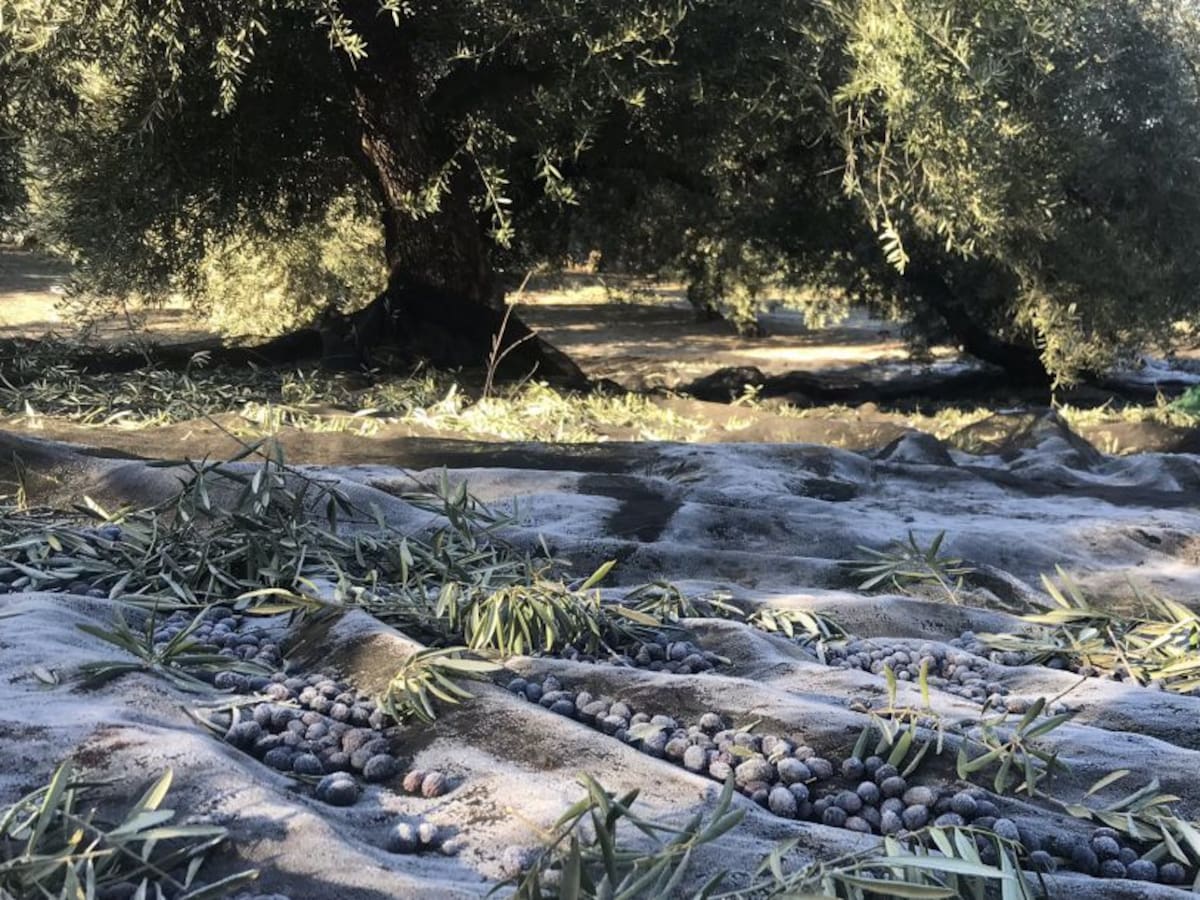 El Gobierno reducirá las peonadas de 35 a 5 por los temporales en Andalucía