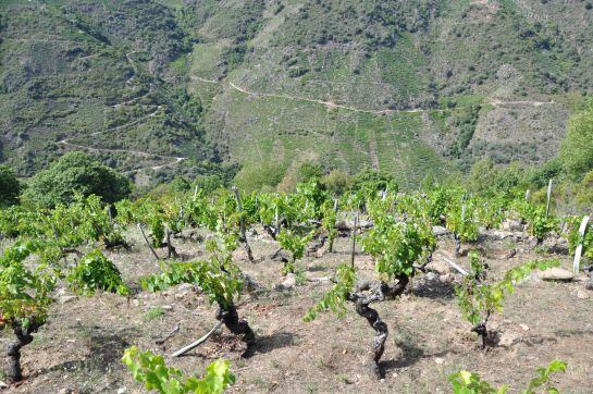 Muchos de los viñedos de Ribeira Sacra superan el 50 % de desnivel.