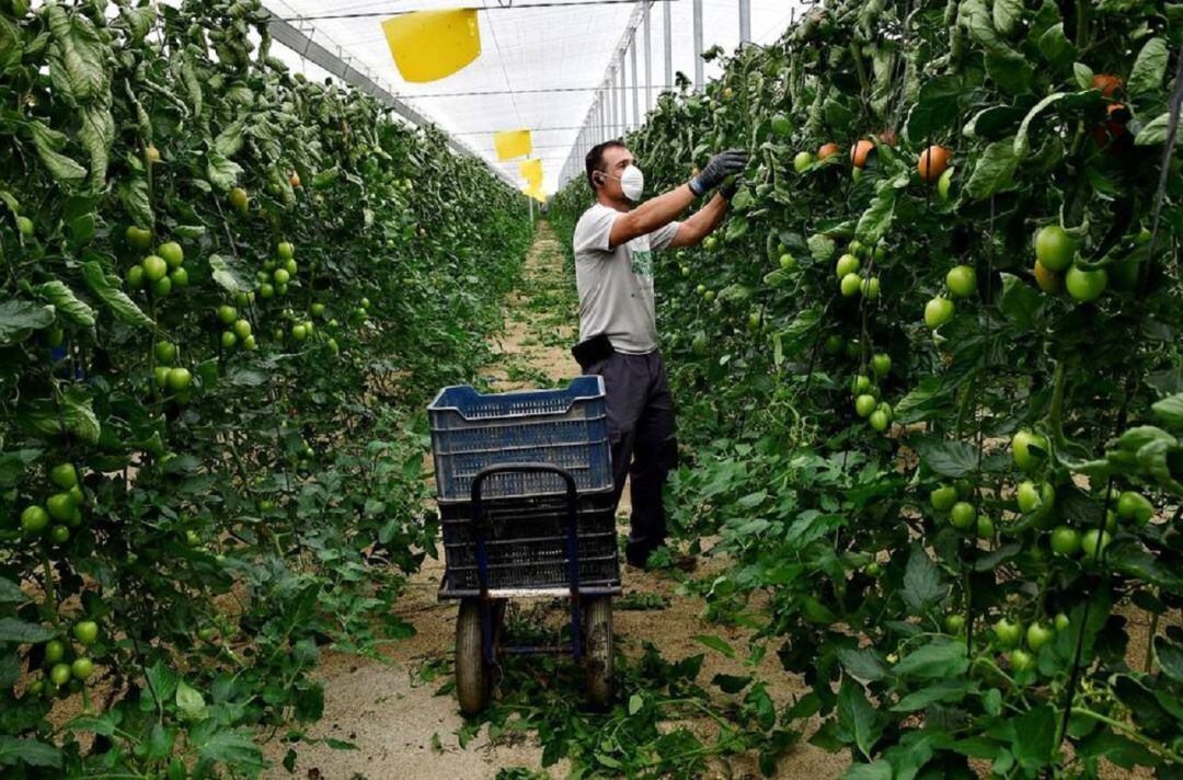 Agricultor recolectando tomates en un invernadero