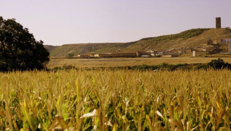 Campos de Berbinzana