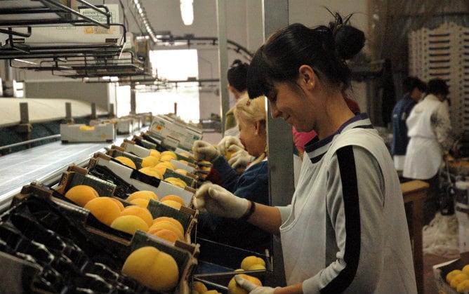 Trabajadoras seleccionan y colocan en cajas melocotones en la cooperativa &#039;La Calandina&#039; en Calanda (Teruel)