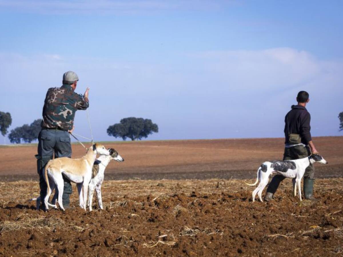 Los perros de caza, víctimas del fin de la temporada