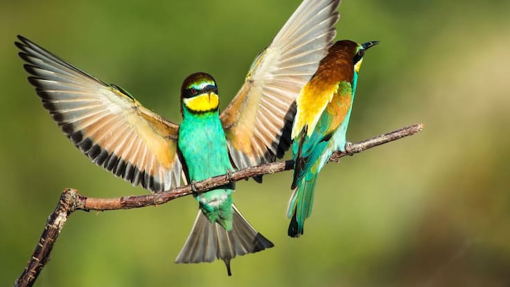 El guardabosques: el abejaruco