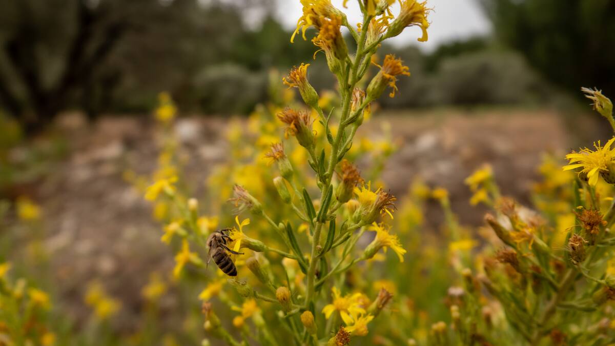 La hoja en verde: Olivarda