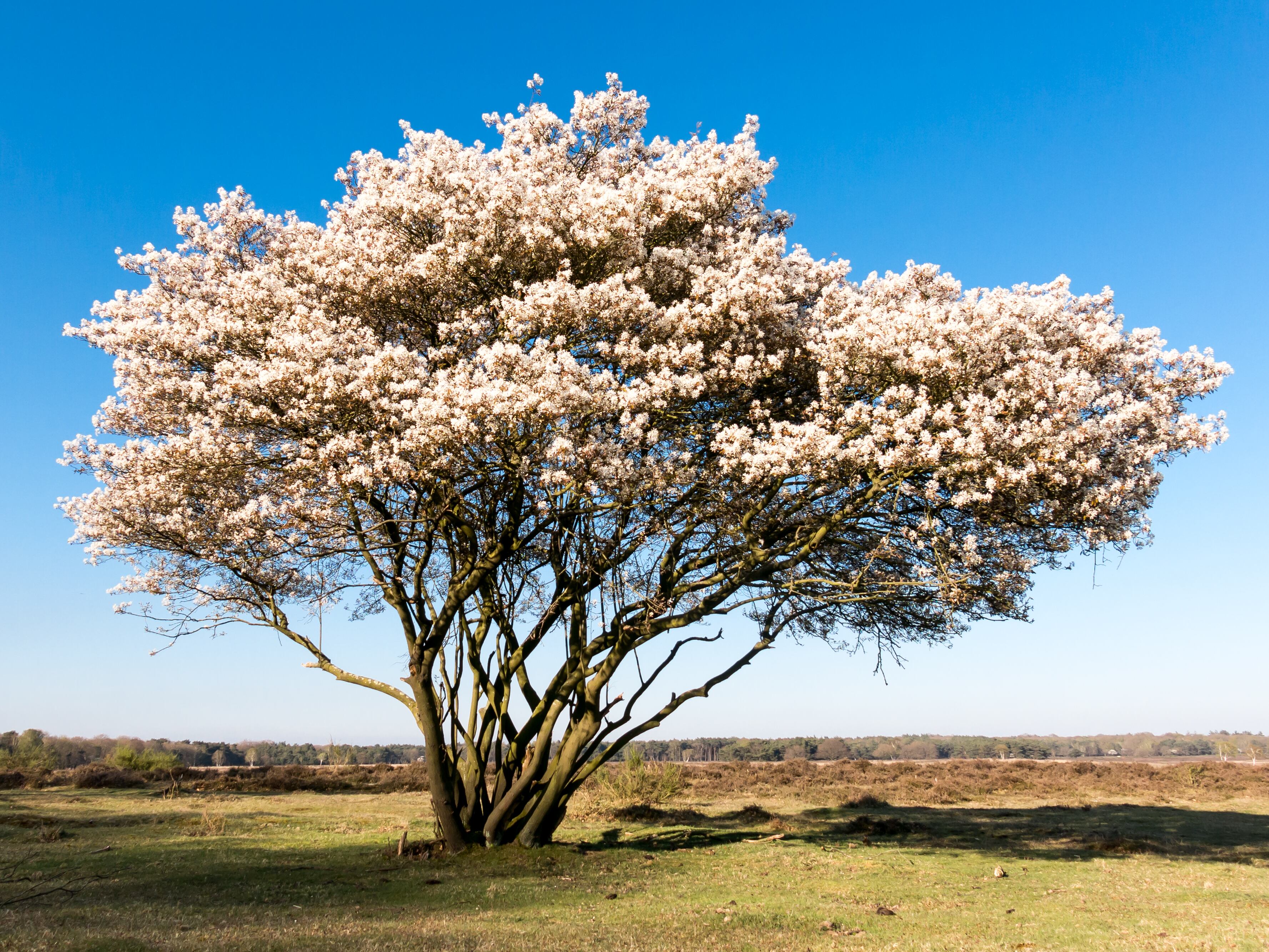 Amelanchier lamarckii