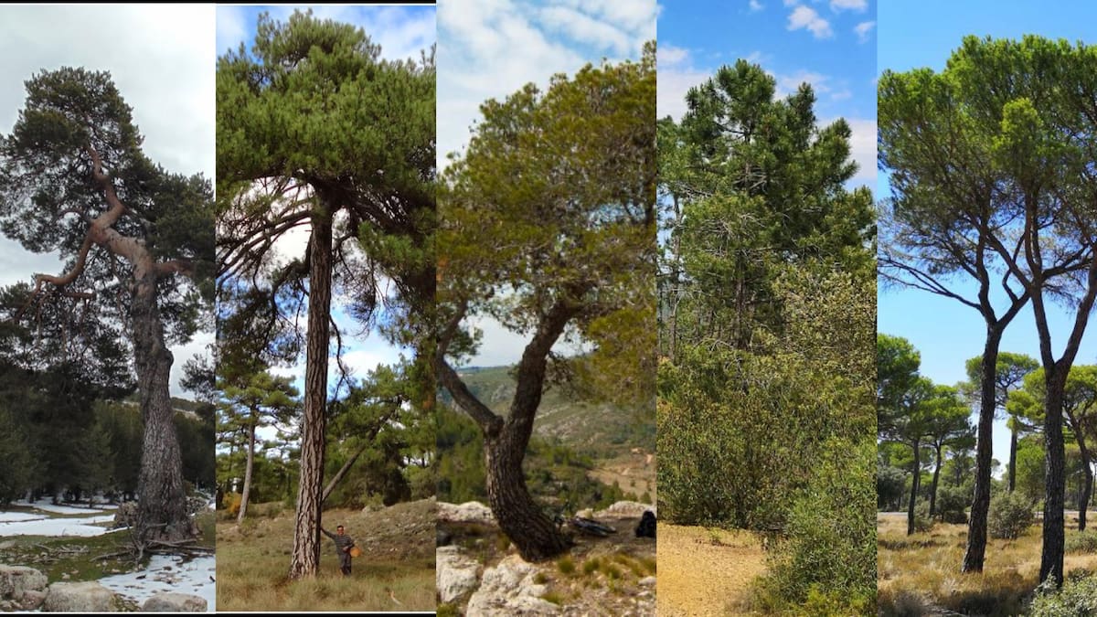 Los cinco pinos de Cuenca: cómo reconocerlos y entender su historia