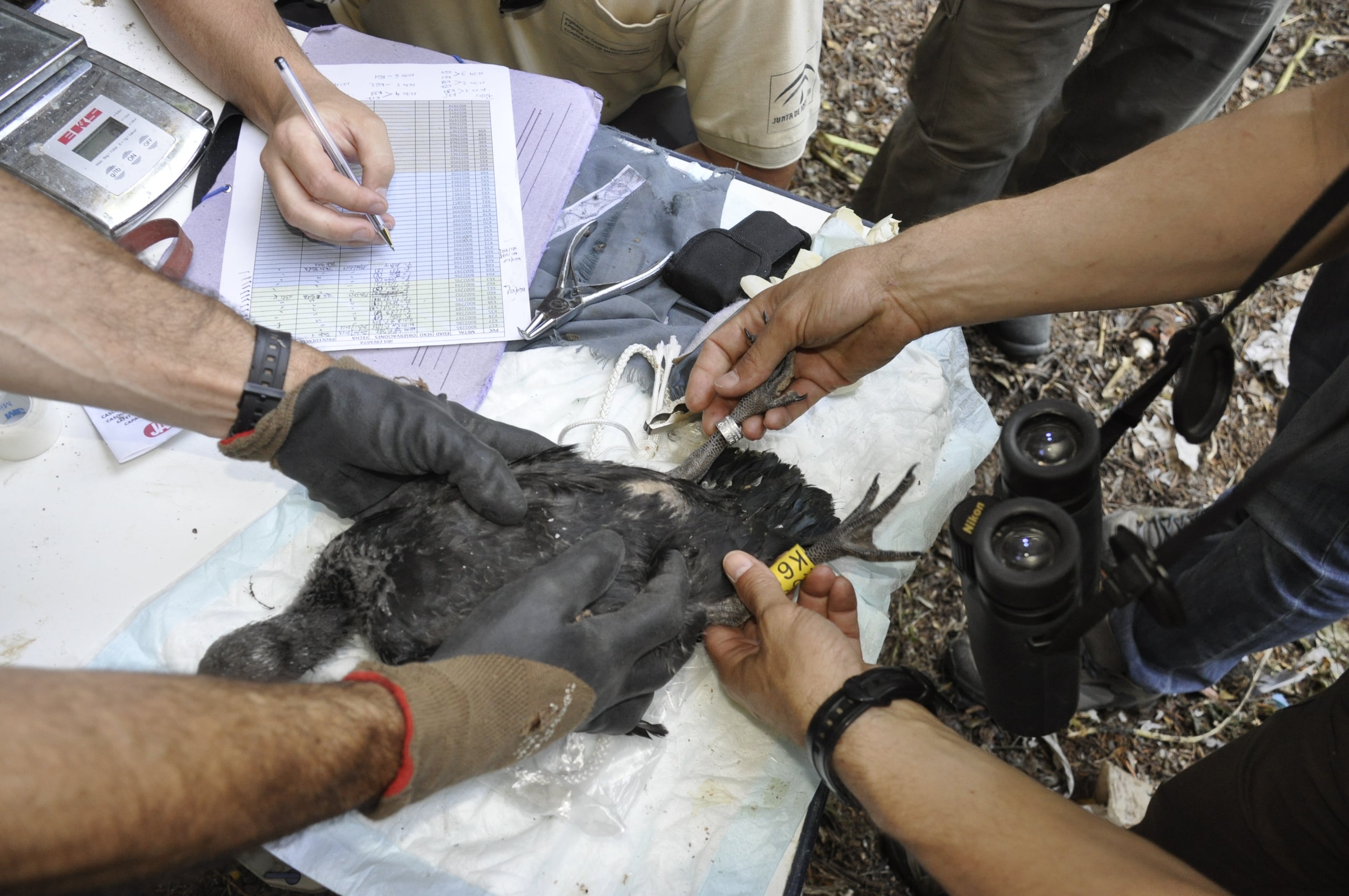 Uno de los anillamientos en el Zoo de Jerez