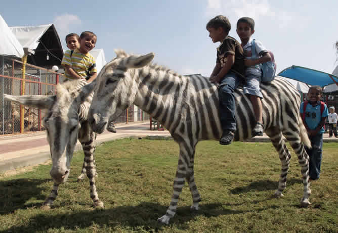 Dos hembras de burro con rayas pintadas son la última novedad para los niños palestinos que visitan las instalaciones de la Franja