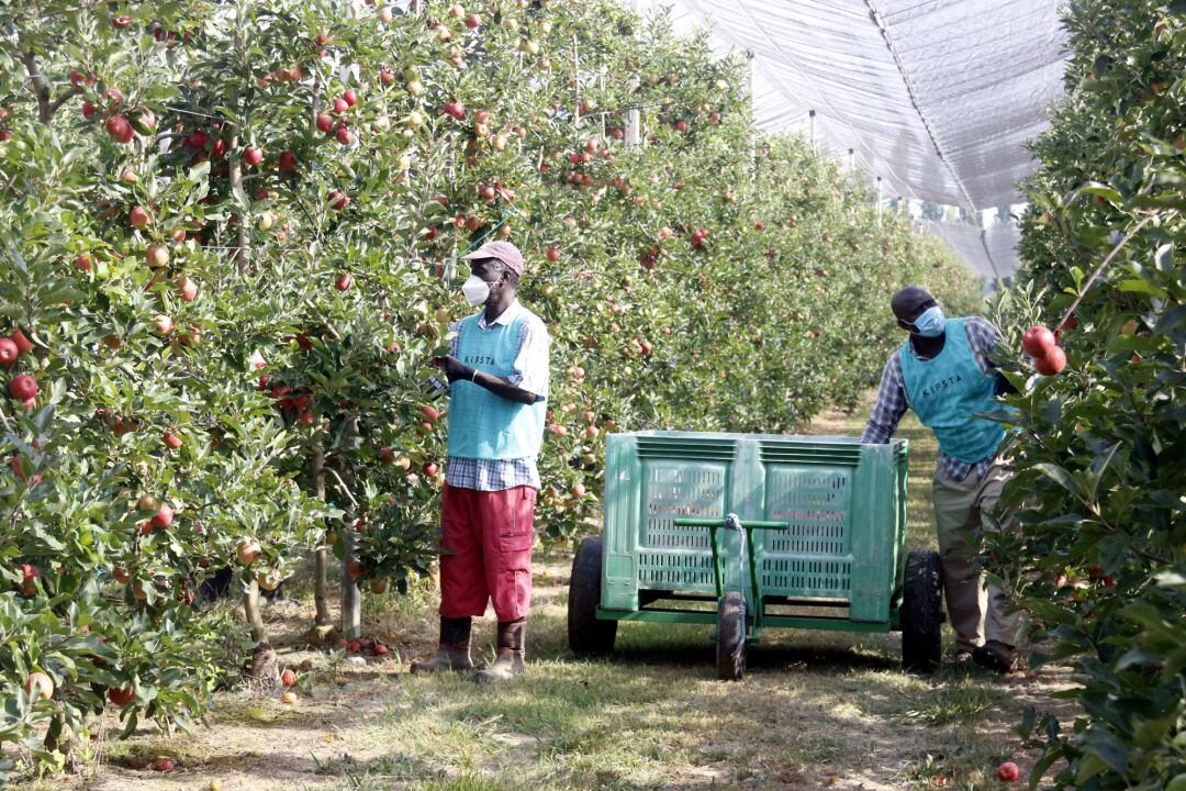 Treballadors recollint pomes en una finca de l&#039;Armentera