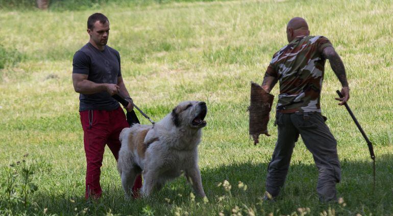 Un hombre enseña a su perro con un entrenador canino.